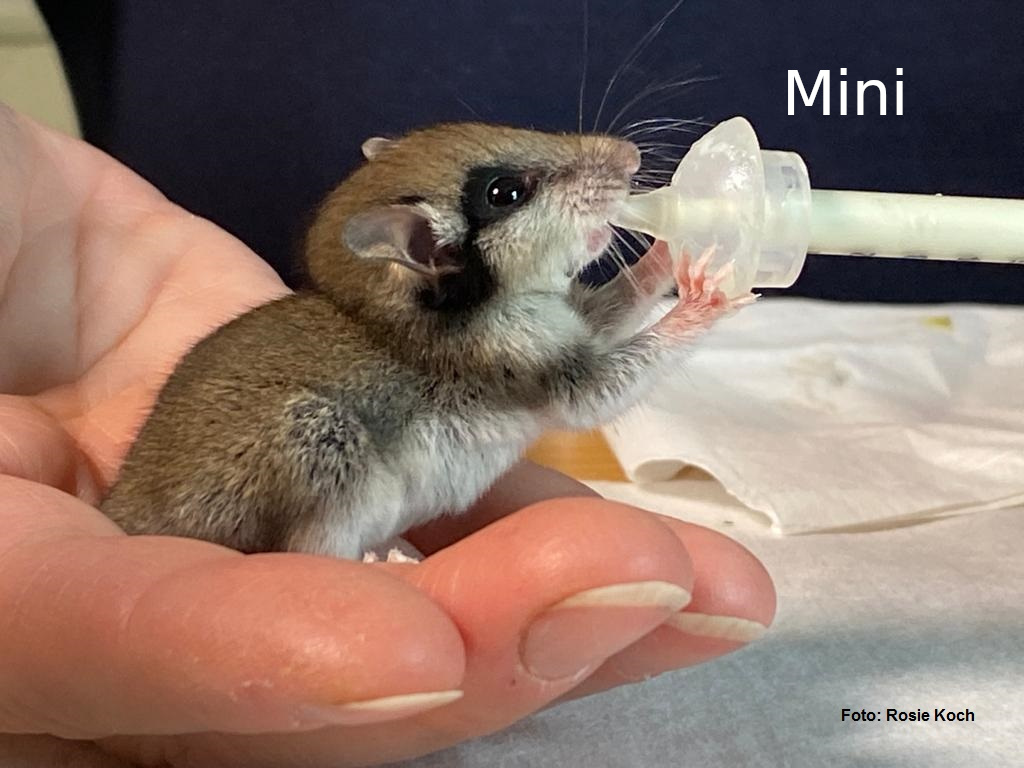 Zevenslaper met mini animam speentje