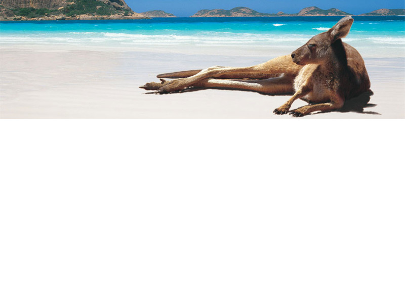 kangoeroe ligt op het strand. vakantie