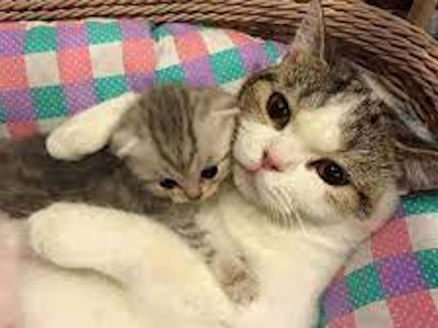 houd kittens minimaal 16 weken bij de moederpoes