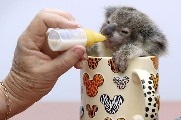 een jonge koala drinkt melk uit een flesje