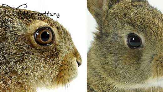 Het verschil van de ogen van een haas en een konijn