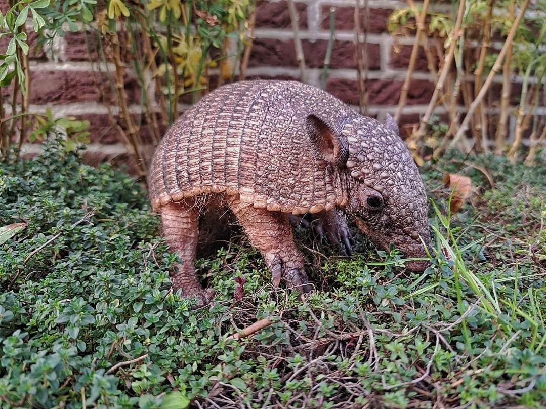 Otis, jong gordeldier bij dierentuin Zoobizar