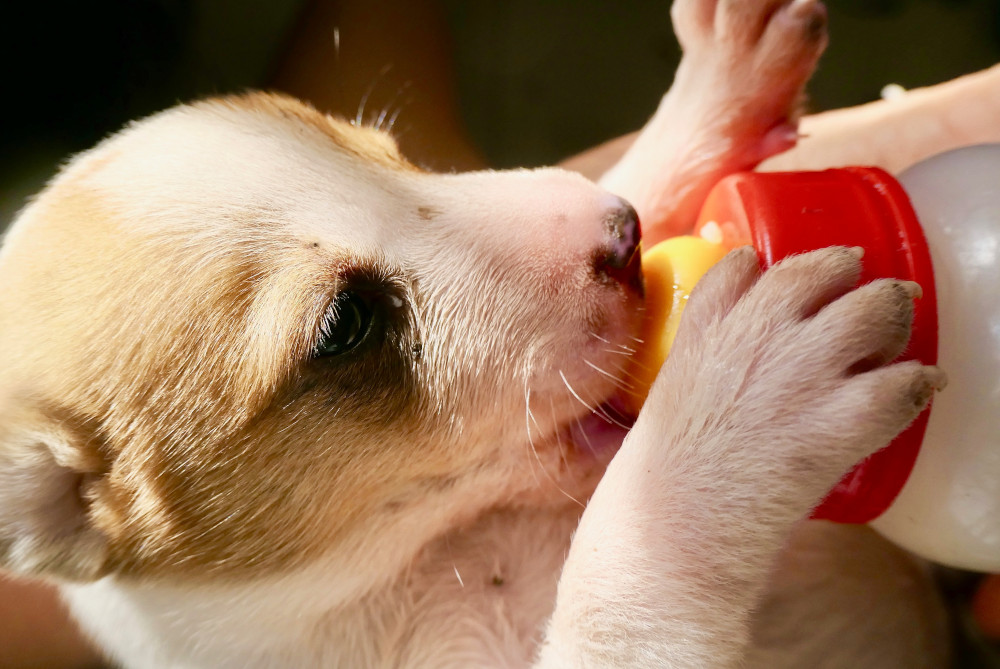 Puppy drinkt melk uit een fles